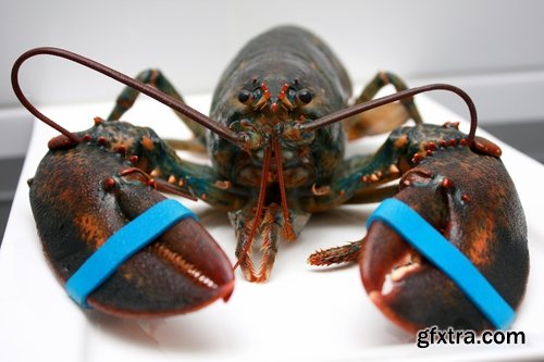 Collection of delicious lobster crab Omar mussel seafood cancer 25 HQ Jpeg