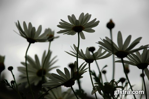 Flowers & wood background 14x JPEG