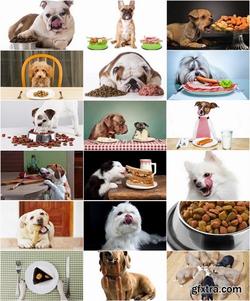 Collection of different breeds of dogs eating dog food 25 HQ Jpeg