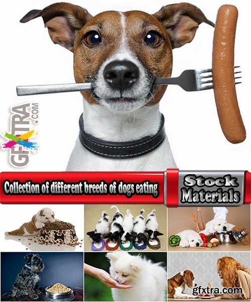 Collection of different breeds of dogs eating dog food 25 HQ Jpeg