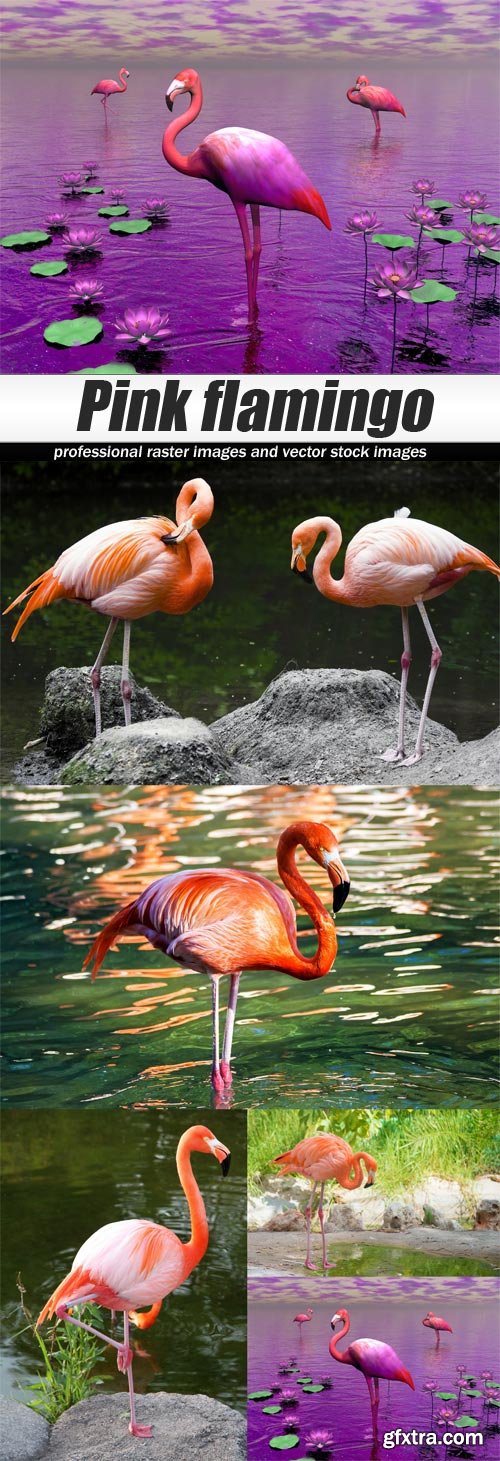 Pink flamingo