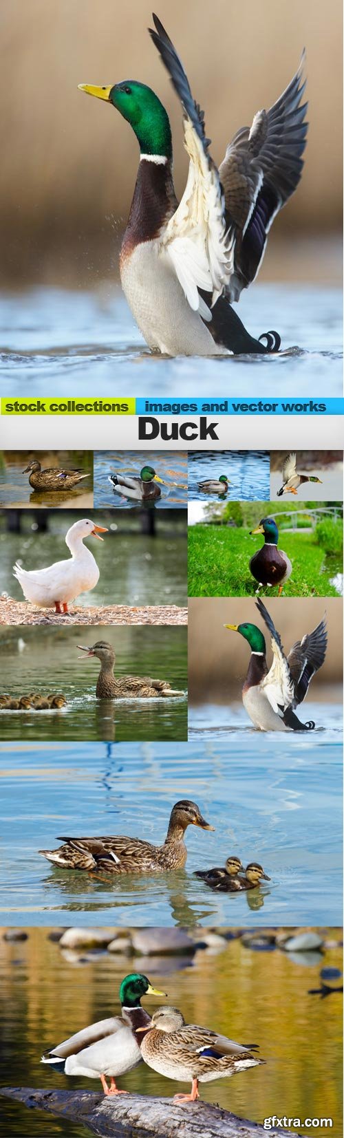 Duck, 10 x UHQ JPEG