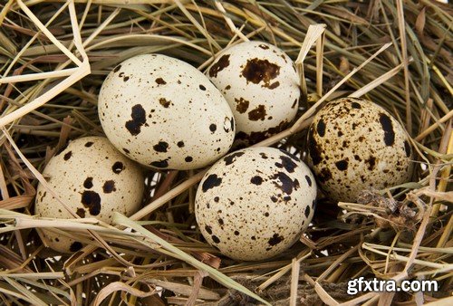 Quail eggs