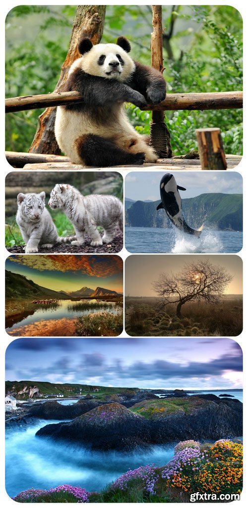 Wallpapers - Nature and animals 10