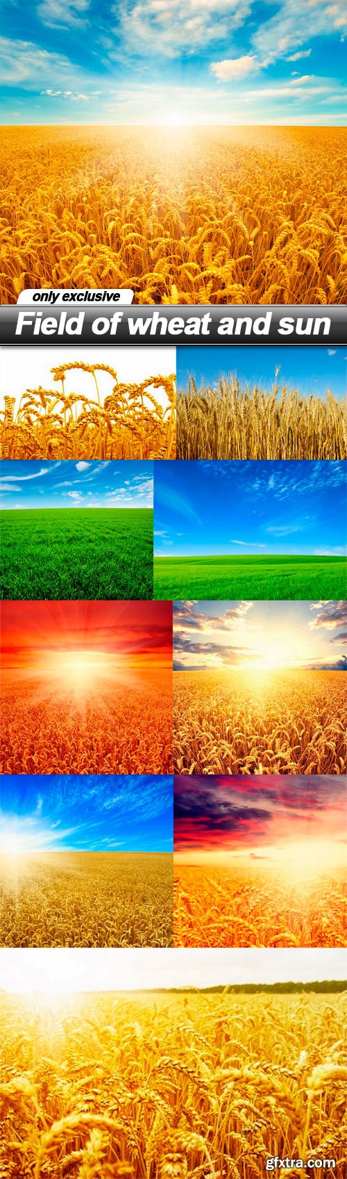 Field of wheat and sun - 10 UHQ JPEG