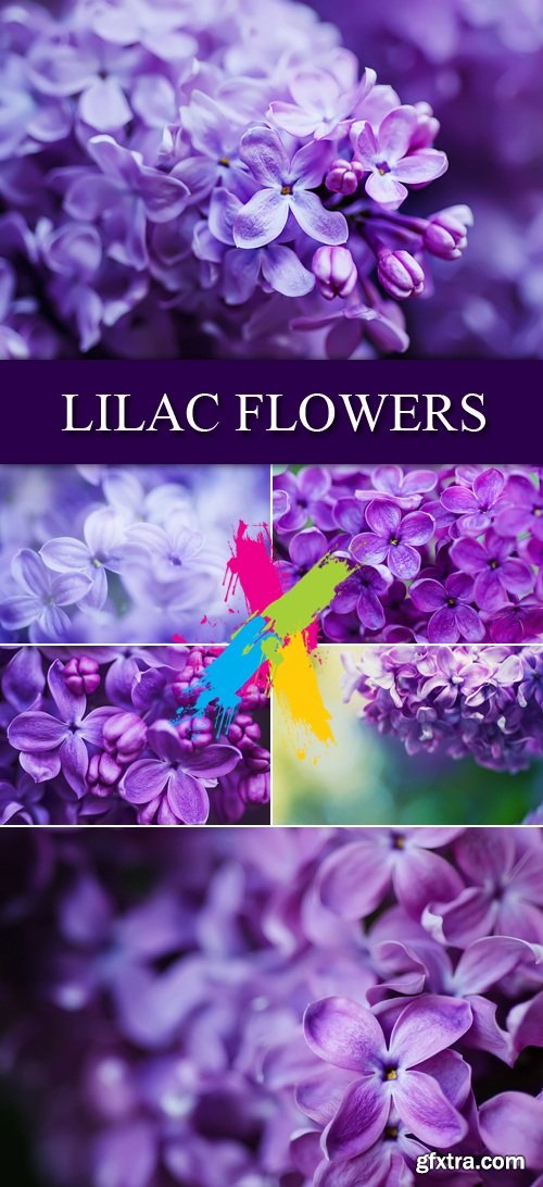 Stock Photo - Lilac Flowers 5