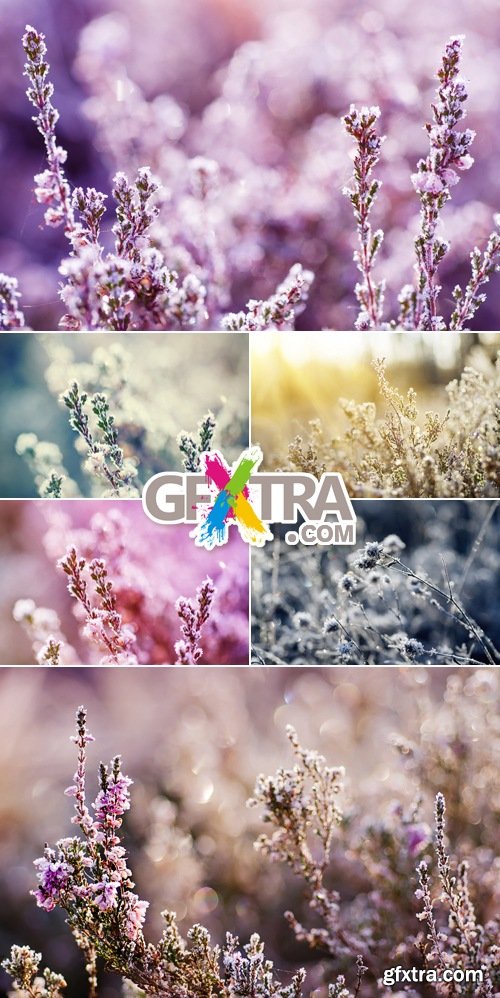 Stock Photo - Frozen Meadow Flowers