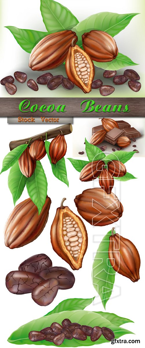 Cocoa beans in Vector