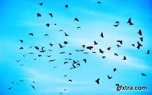 Collection flock of birds in flight bird duck goose flamingo crows dove 25 HQ Jpeg