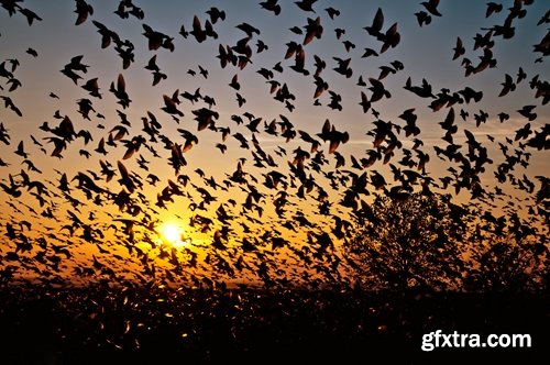 Collection flock of birds in flight bird duck goose flamingo crows dove 25 HQ Jpeg