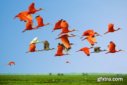 Collection flock of birds in flight bird duck goose flamingo crows dove 25 HQ Jpeg