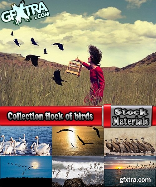 Collection flock of birds in flight bird duck goose flamingo crows dove 25 HQ Jpeg