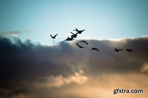 Collection flock of birds in flight bird duck goose flamingo crows dove 25 HQ Jpeg