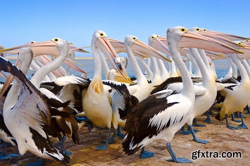 Collection flock of birds in flight bird duck goose flamingo crows dove 25 HQ Jpeg