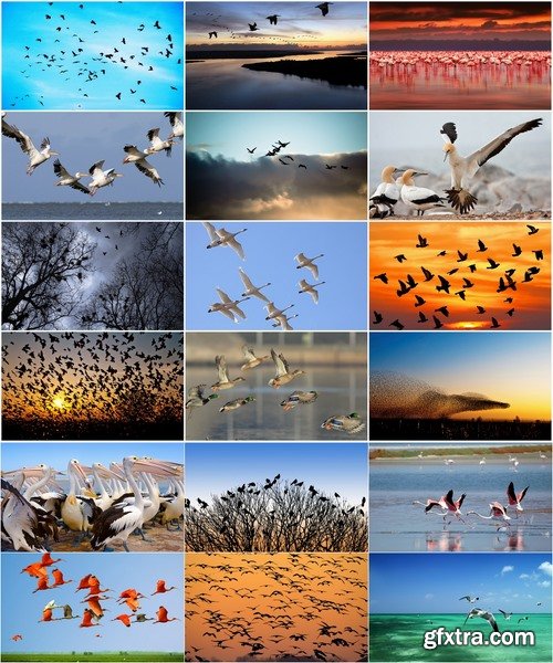 Collection flock of birds in flight bird duck goose flamingo crows dove 25 HQ Jpeg