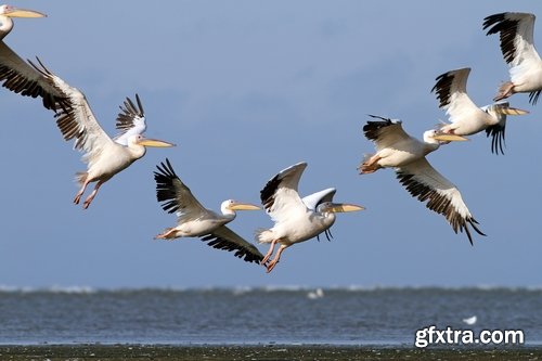 Collection flock of birds in flight bird duck goose flamingo crows dove 25 HQ Jpeg