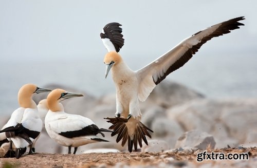 Collection flock of birds in flight bird duck goose flamingo crows dove 25 HQ Jpeg