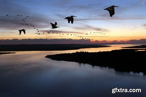 Collection flock of birds in flight bird duck goose flamingo crows dove 25 HQ Jpeg