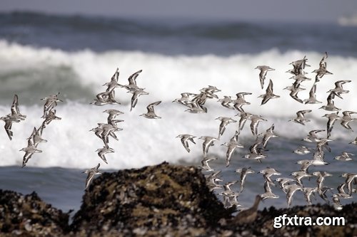 Collection flock of birds in flight bird duck goose flamingo crows dove 25 HQ Jpeg