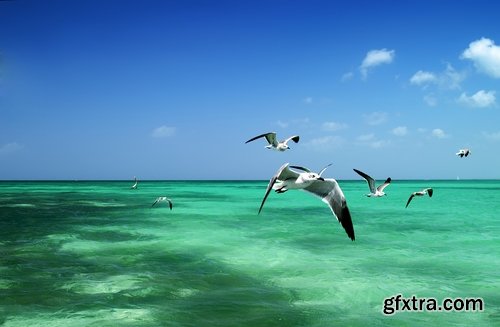 Collection flock of birds in flight bird duck goose flamingo crows dove 25 HQ Jpeg