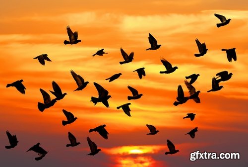 Collection flock of birds in flight bird duck goose flamingo crows dove 25 HQ Jpeg