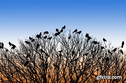 Collection flock of birds in flight bird duck goose flamingo crows dove 25 HQ Jpeg