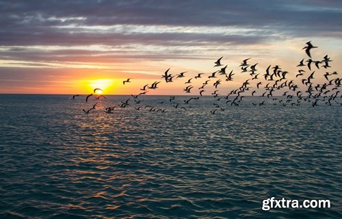 Collection flock of birds in flight bird duck goose flamingo crows dove 25 HQ Jpeg