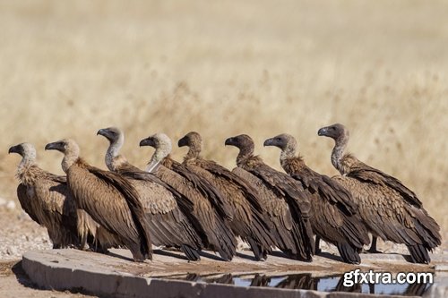 Collection flock of birds in flight bird duck goose flamingo crows dove 25 HQ Jpeg