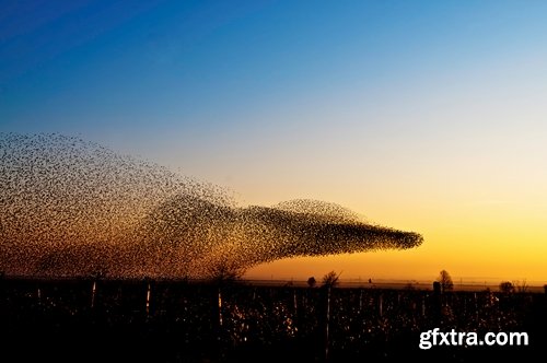 Collection flock of birds in flight bird duck goose flamingo crows dove 25 HQ Jpeg