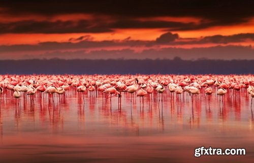 Collection flock of birds in flight bird duck goose flamingo crows dove 25 HQ Jpeg