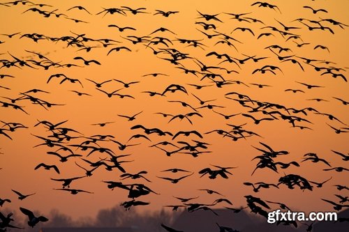 Collection flock of birds in flight bird duck goose flamingo crows dove 25 HQ Jpeg