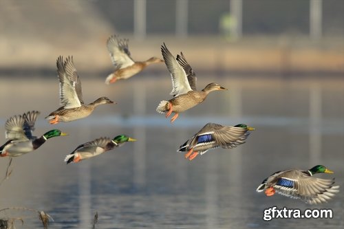 Collection flock of birds in flight bird duck goose flamingo crows dove 25 HQ Jpeg