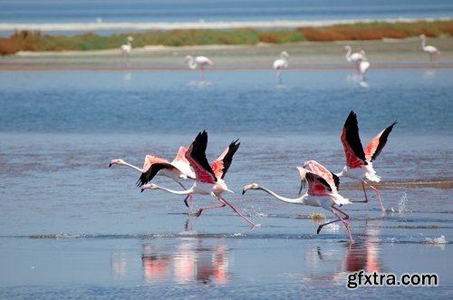 Collection flock of birds in flight bird duck goose flamingo crows dove 25 HQ Jpeg