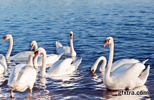 Collection flock of birds in flight bird duck goose flamingo crows dove 25 HQ Jpeg