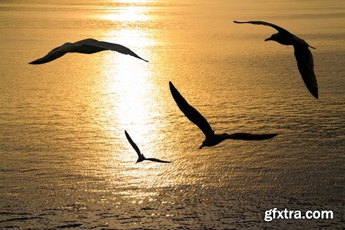 Collection flock of birds in flight bird duck goose flamingo crows dove 25 HQ Jpeg