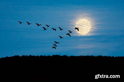 Collection flock of birds in flight bird duck goose flamingo crows dove 25 HQ Jpeg