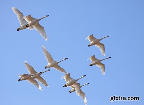 Collection flock of birds in flight bird duck goose flamingo crows dove 25 HQ Jpeg