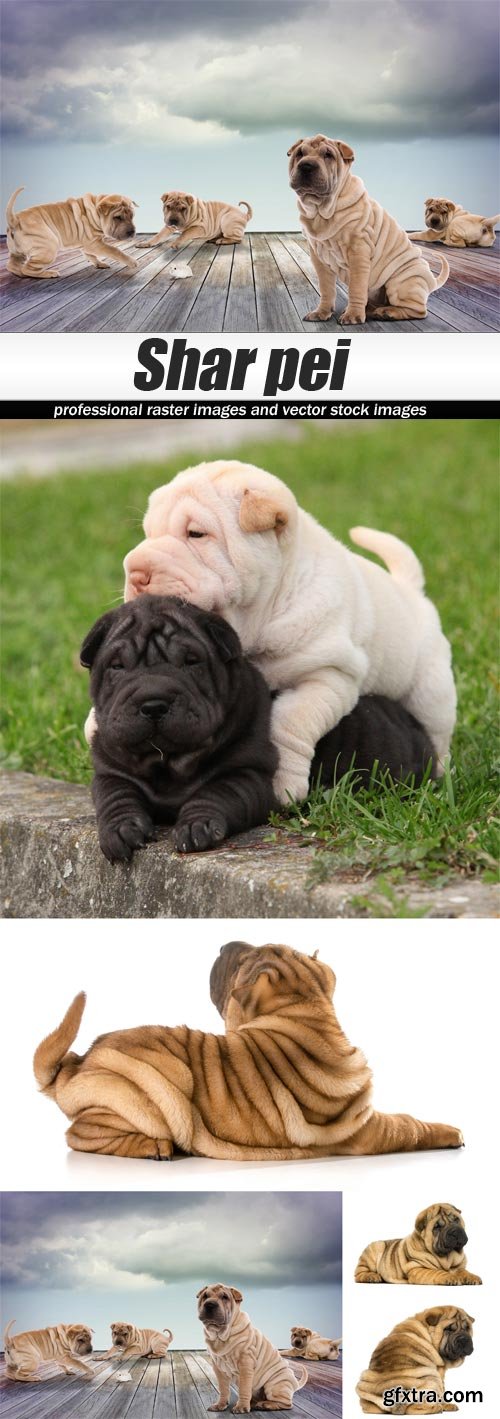 Shar pei