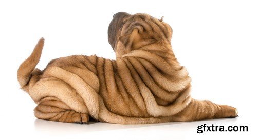 Shar pei