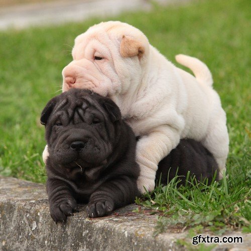 Shar pei