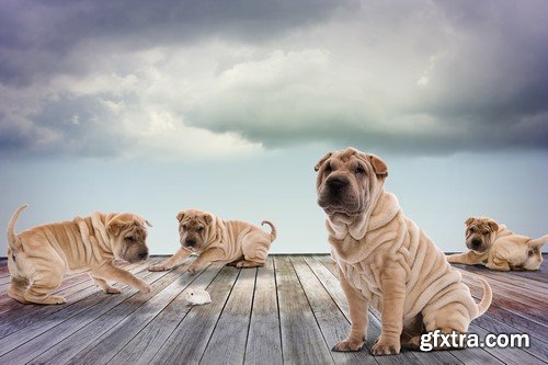 Shar pei