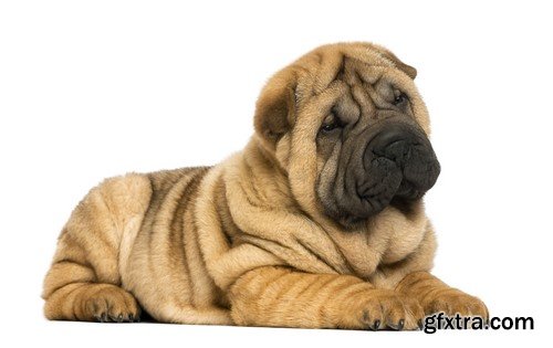 Shar pei