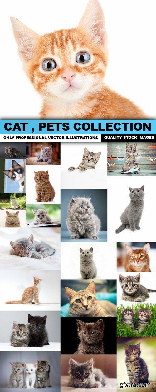 Cat , Pets Collection - 25 HQ Images