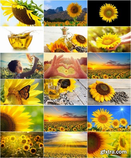 Collection of a field of sunflowers in the sun sunset dawn sunflower seeds sunflower oil 25 HQ Jpeg