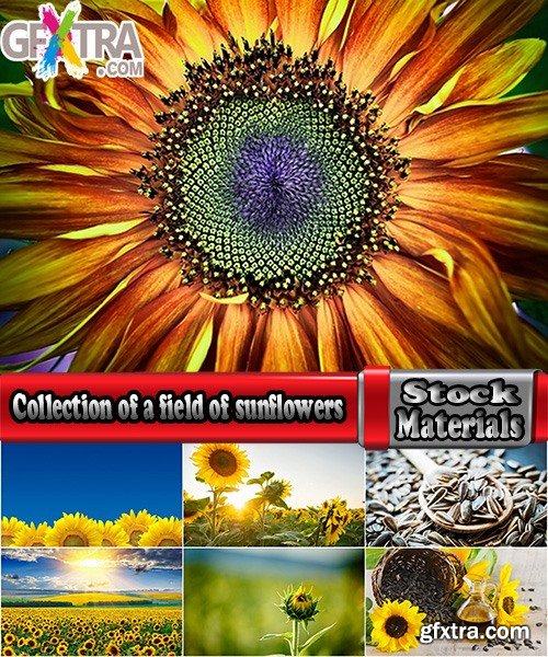 Collection of a field of sunflowers in the sun sunset dawn sunflower seeds sunflower oil 25 HQ Jpeg