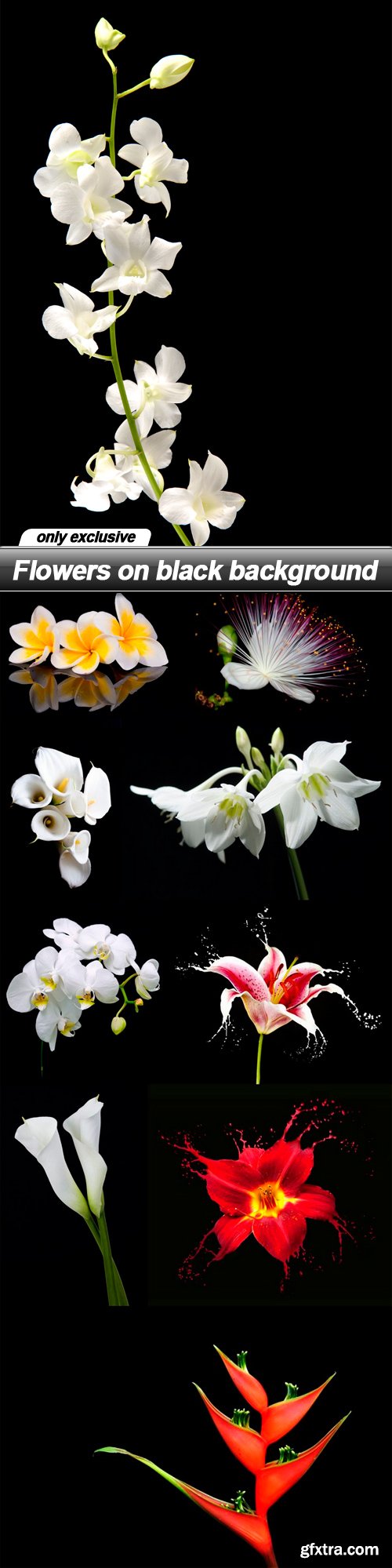 Flowers on black background - 10 UHQ JPEG