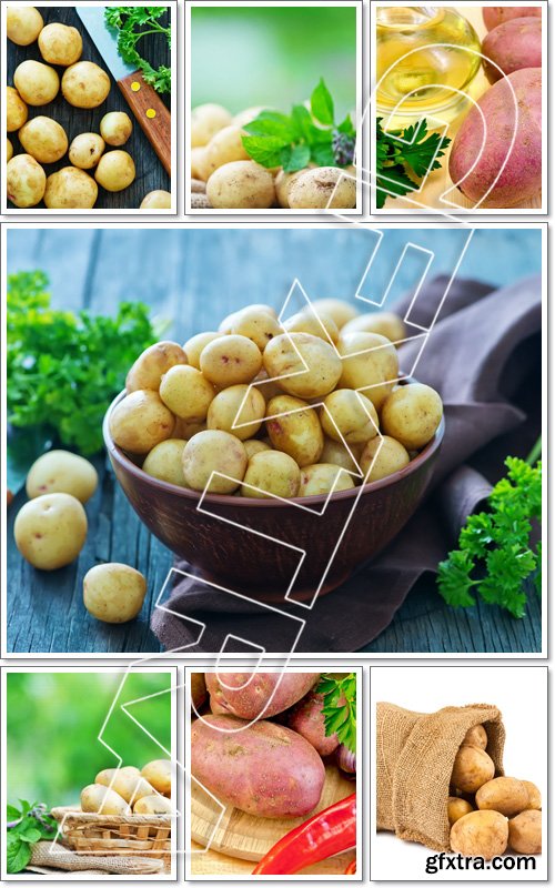 Potato - Stock photo