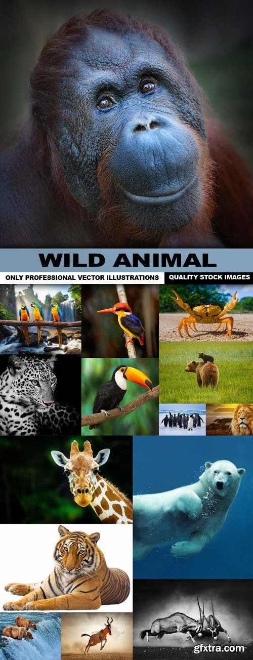 Wild Animal - 15 HQ Images