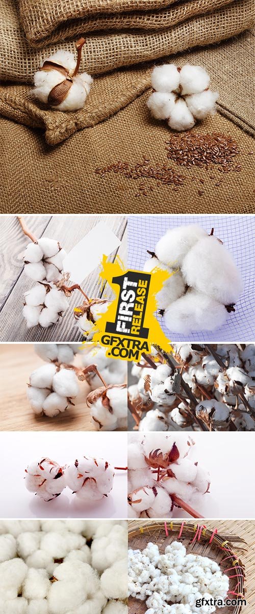 Stock Photos White soft cotton plant