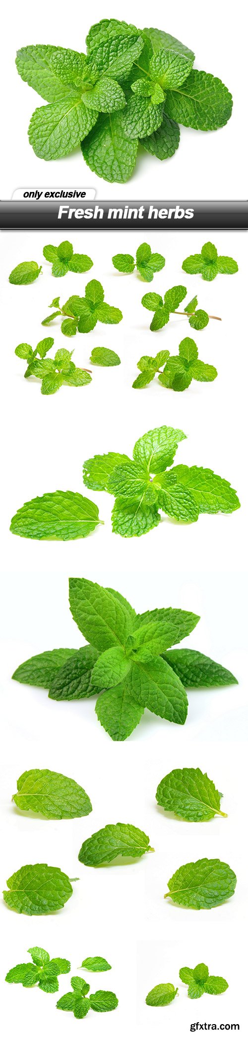 Fresh mint herbs - 7 UHQ JPEG